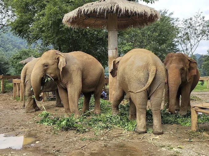 Elephant Nature Park Chiang Mai