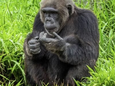 Wildlife Friends Foundation Thailand